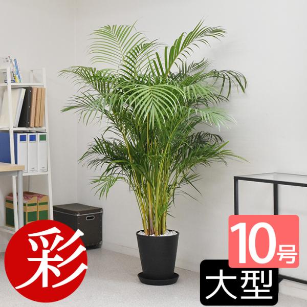 観葉植物 10号 アレカヤシの人気商品・通販・価格比較 - 価格.com 観葉植物 10号 アレカヤシの人気商品・通販・価格比較 - 価格.com