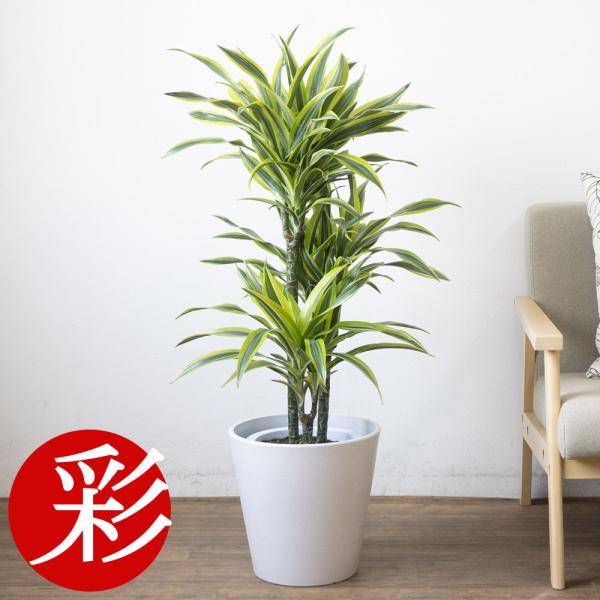 ドラセナ　ワーネッキー　♻️リユース観葉植物 観葉植物 ドラセナ ワーネッキー レモンライム 10号 エコストーンLight