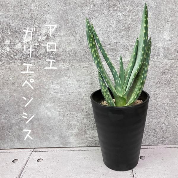鉢ごと アウトレット！ アロエ ガリエペンシス 実生苗 7号 観葉植物 現品 アロエ ガリエペンシス 【アウトレット】 : 観葉植物の