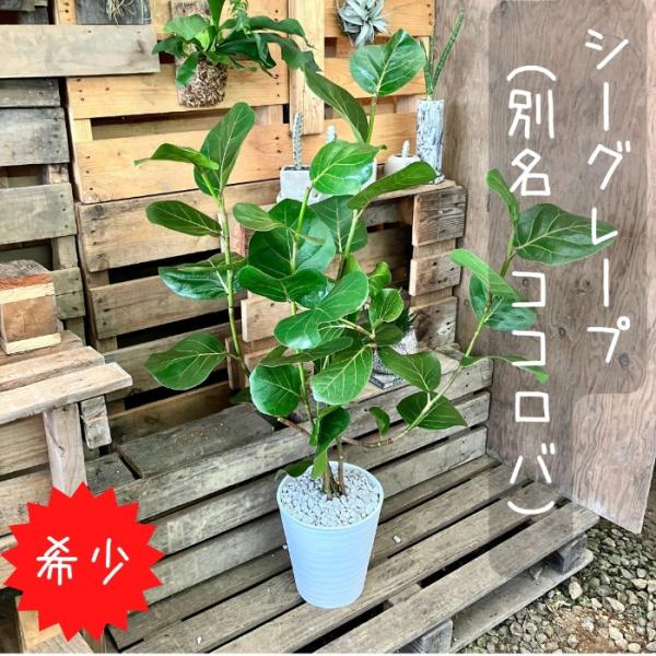 現品　海葡萄　シーグレープ　曲がり　観葉植物　希少　インテリアグリーン saisyokukenbi_gp000356