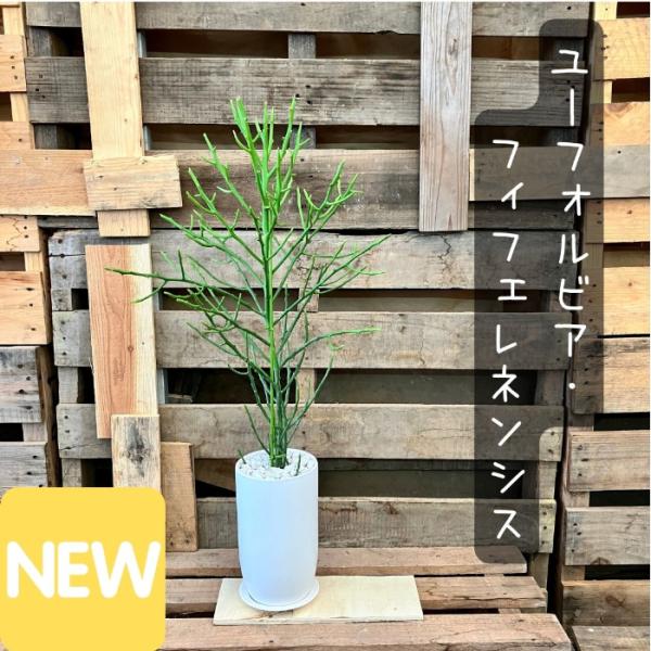 観葉植物 現品販売 ユーフォルビア フィフェレネンシス 【アウトレット