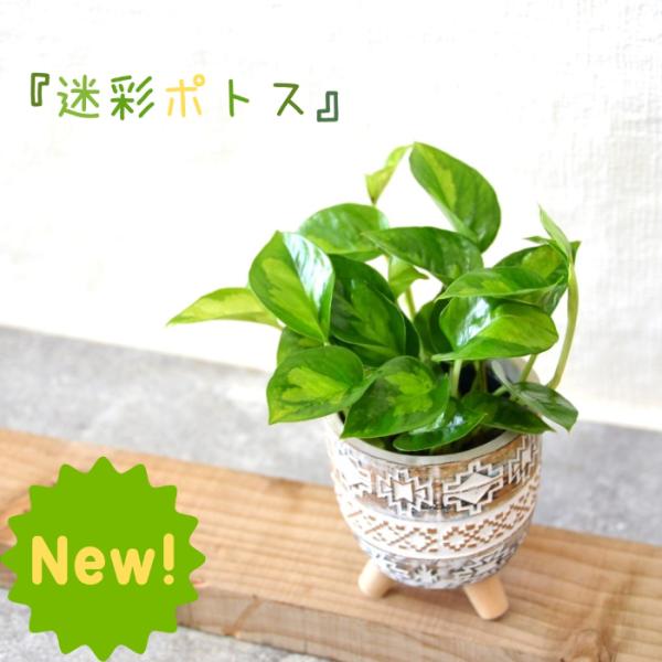 観葉植物 本物【新品・数量限定】☆新しいポトス☆ グローバルグリーン