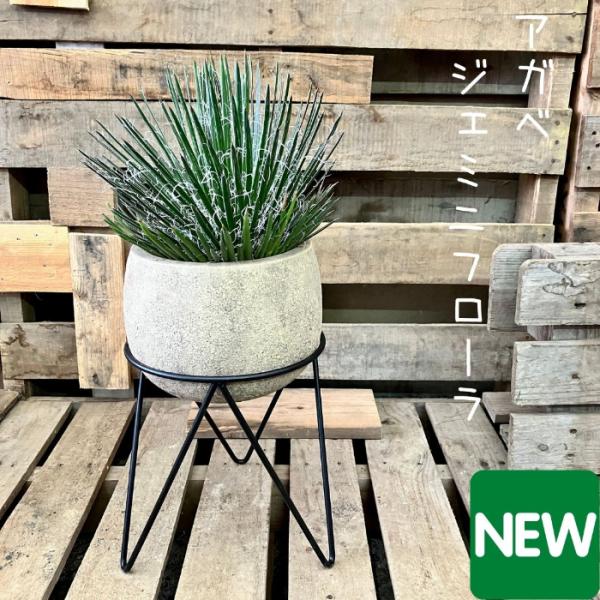 観葉植物 ☆現品・新品☆ 希少 アガベ ジェミニフローラ