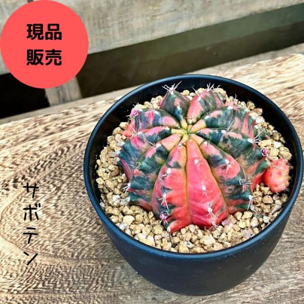 saisyokukenbi_gp000536