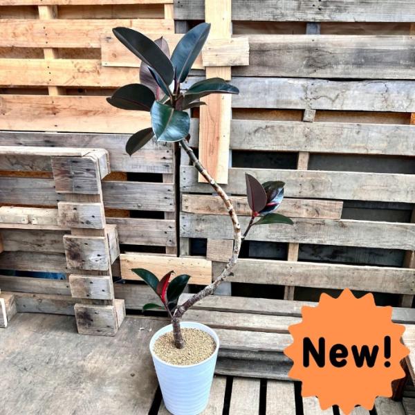 観葉植物 【現品】フィカス バーガンディ 8号 大型商品 000672 