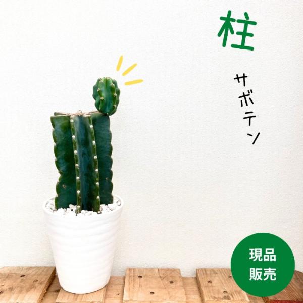 観葉植物【現品】おしゃれな 柱サボテン ヌーダム 『ブランチ』 : 観葉