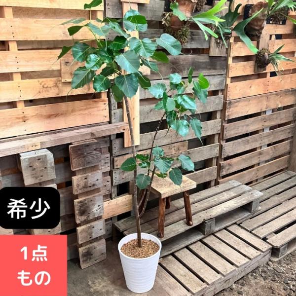 観葉植物 【現品】希少 インドボダイジュ 印度菩提樹 大型観葉植物