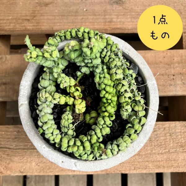 観葉植物 【現品】 激レア 入手困難 ディスキディア 『ドラゴン