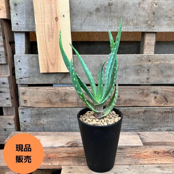 鉢ごと アウトレット！ アロエ ガリエペンシス 実生苗 7号 観葉植物 【現品】 アロエ ガリエペンシス 000819 : 観葉植物の専門店