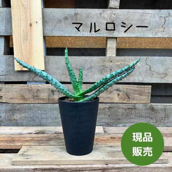 saisyokukenbi_gp000836