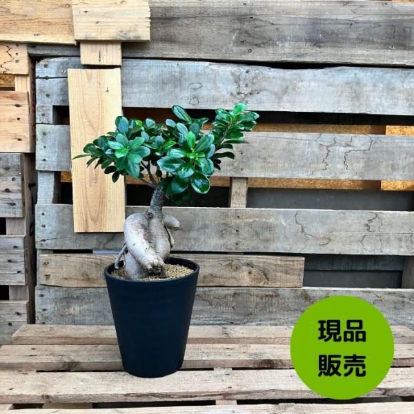 NEW【現品】 観葉植物 ガジュマル 6号サイズ 000866人気商品 : 観葉