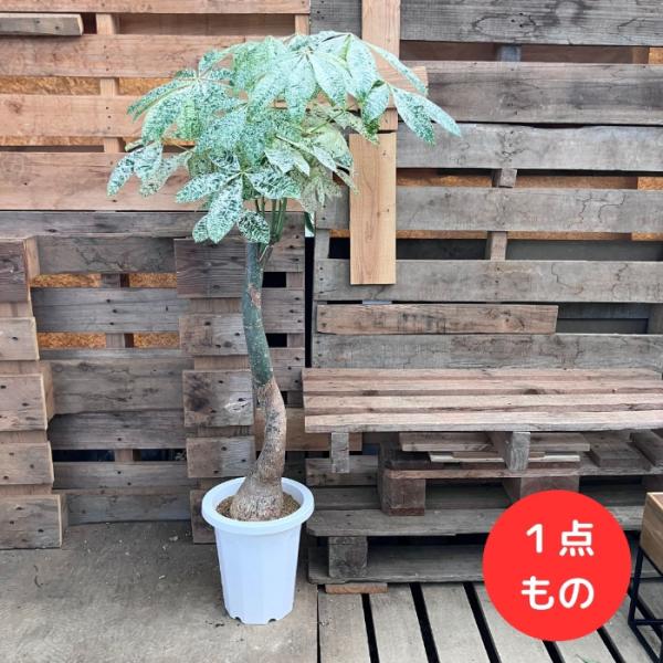 観葉植物 【現品】激レア 斑入りパキラ ミルキーウェイ 新品 000915