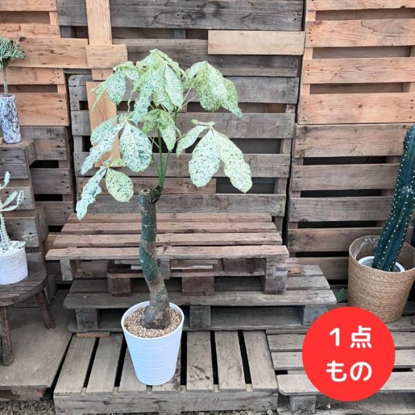 saisyokukenbi_gp000939