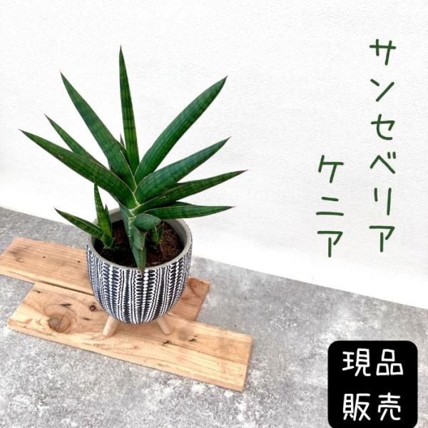 saisyokukenbi_gp000971