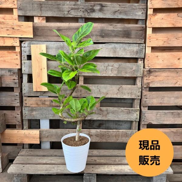 フィカス アルテシマ 137cm８号 S-shaped tree form 観葉植物 ☆現品☆ らせん樹形 アルテシマ 幹太 新品 001111 : 観葉