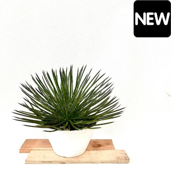 観葉植物 本物 ☆希少☆ 現品 アガベ ジェミニフローラ