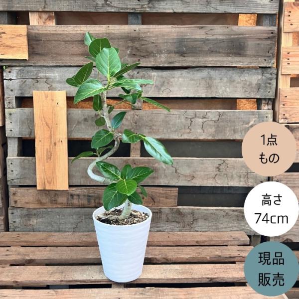 フィカス ベンガレンシス 146cm 8号 S-shaped tree form フィカス ベンガレンシス 8号 | 観葉植物通販 Hitohana（ひとはな）