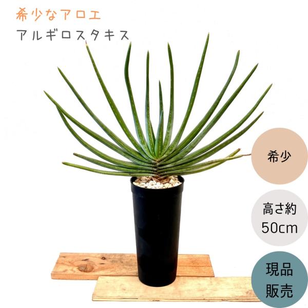 観葉植物 本物 現品 ☆希少☆ アロエ・アルギロスタキス 1点もの