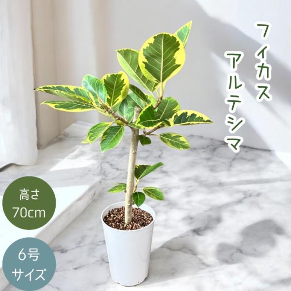 観葉植物 本物 ☆現品☆ フィカス アルテシマ 6号 ホワイトポット 新品