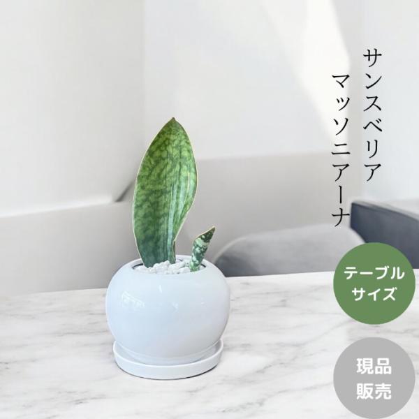 観葉植物 本物 【現品】 新品 ミニ観葉 希少 サンスベリア