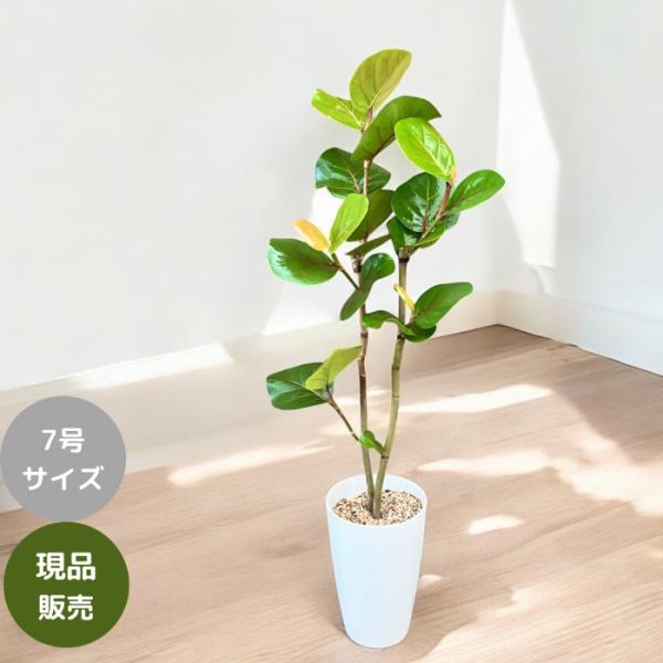 観葉植物 本物 【現品 】おススメ！ シーグレープ （別名