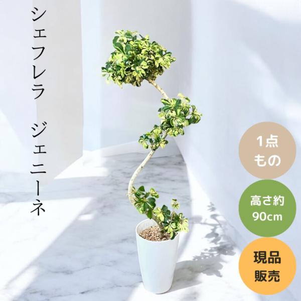 観葉植物 本物 ☆現品販売☆“シェフレラ・ジェニーネ” 曲がり樹形 希少