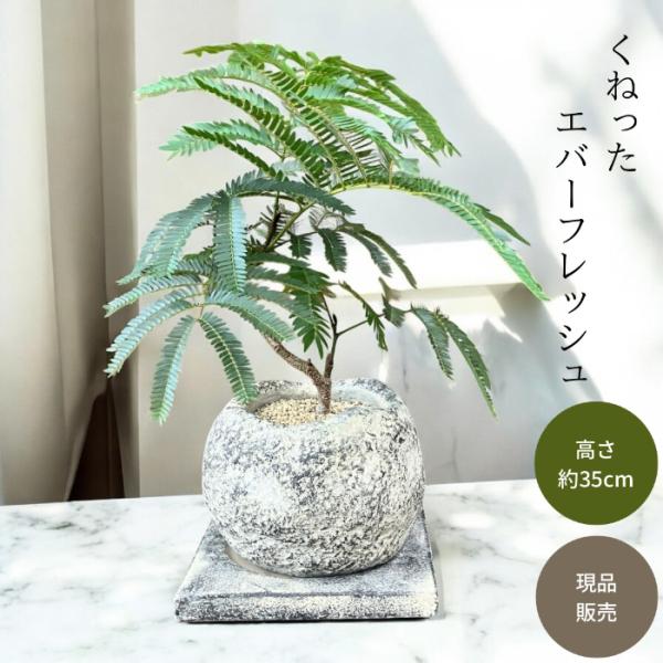 観葉植物 本物 【現品】 ☆くねった樹形☆ 唯一無二 テーブルサイズの