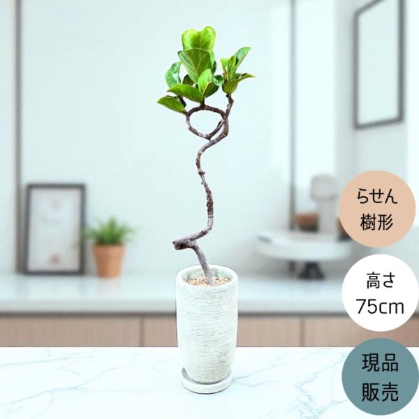 観葉植物 本物 【現品】 おしゃれな陶器鉢入り クネクネ フィカス