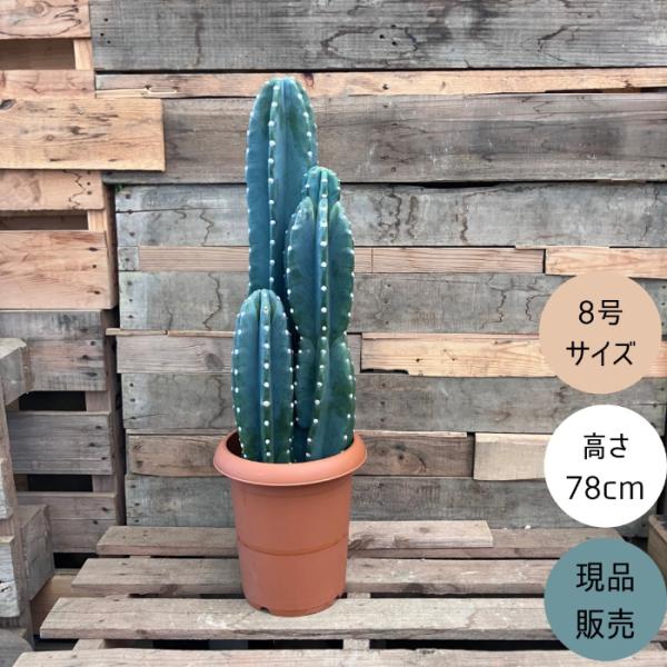 観葉植物 本物【現品】 柱サボテン ヌーダム ☆3本立ち☆ 8号サイズ