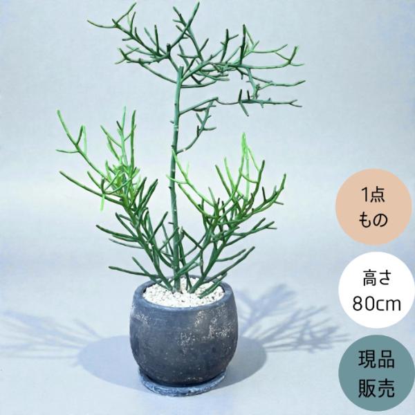 ミルクブッシュ 8号　一点もの 観葉植物 本物 【現品】 ミルクブッシュ（ミドリサンゴ） 唯一無二の樹
