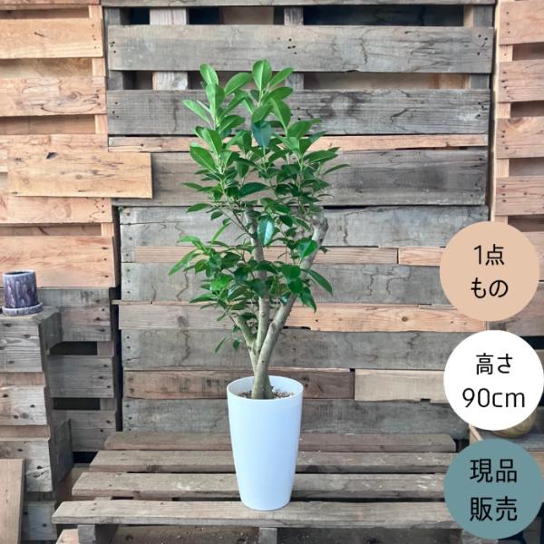 観葉植物 本物 【現品】 唯一無二 直幹ガジュマル 7号サイズ 人気商品