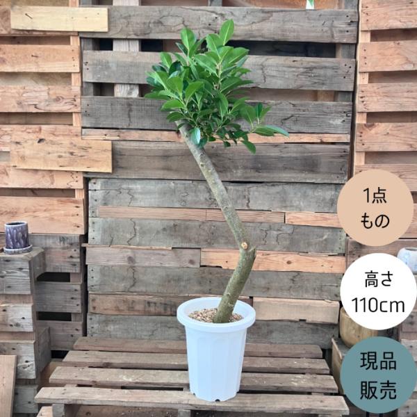 観葉植物 本物 【現品】 唯一無二の樹形 ガジュマル 8号サイズ 人気