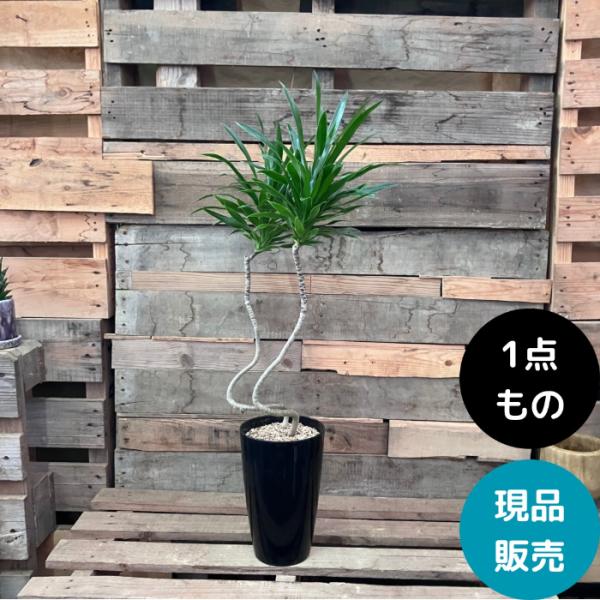 観葉植物 本物 【現品】 おしゃれ くねくね ドラセナ・ナビー 001767