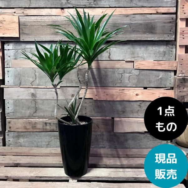 ［現品］【希少】☆数量限定☆ 80番　ドラセナナビー　龍　観葉植物　大型　室内 現品］【希少】ドラセナ ナビー 曲がり 観葉植物 室内 おしゃれ レア