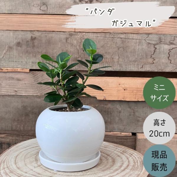 観葉植物 本物 【現品】パンダガジュマル おしゃれなホワイトボウル