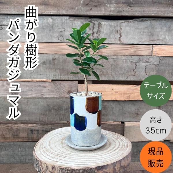 観葉植物 本物 【現品】くねったパンダガジュマル おしゃれなデザイン