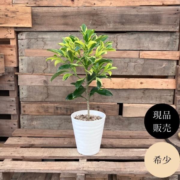 観葉植物 本物 【現品】 ☆希少☆ フィカス ファグラエア ベルテオアナ