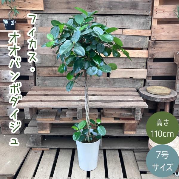 観葉植物 本物 【現品】 希少 フィカス オオバンボダイジュ 新品