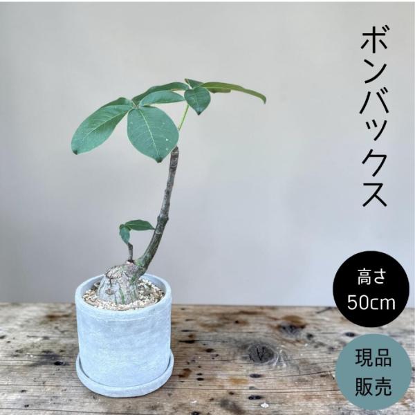 現品　ボンバックス　43番　塊根植物　観葉植物　卓上　インテリアグリーン 観葉植物 本物 【現品】 塊根植物 ボンバックス 1点もの 【希少