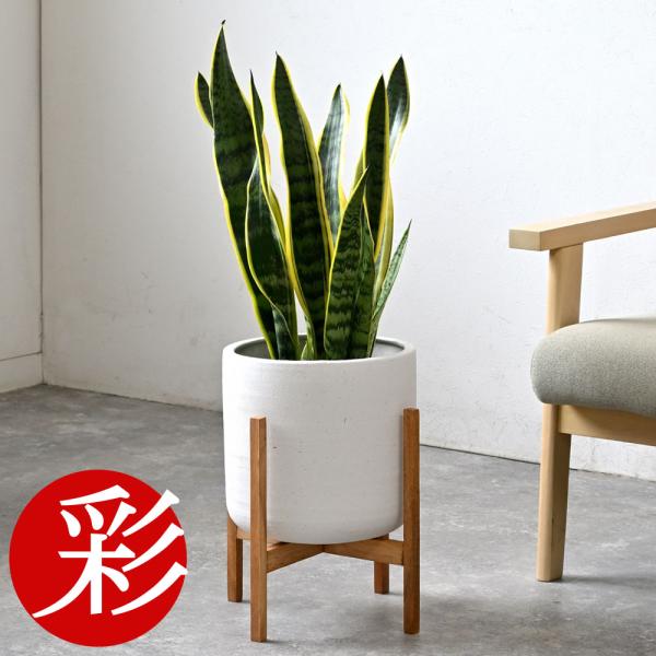 観葉植物 本物 サンスベリア ・ローレンティー 6号鉢 ルーケト鉢