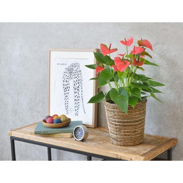 観葉植物 アンスリウム 6号 鉢カバー 付き セット 大型 室内用 インテリア おしゃれ アンスリューム ロイヤル ピンクチャンピオン 通販 人気 Buyee Buyee Japanese Proxy Service Buy From Japan Bot Online