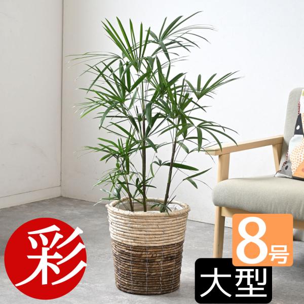 観葉植物 棕櫚竹 シュロチク 8号鉢 鉢カバー 付き セット 大型 通販 人気 日陰に強い 玄関 和風モダン 和室