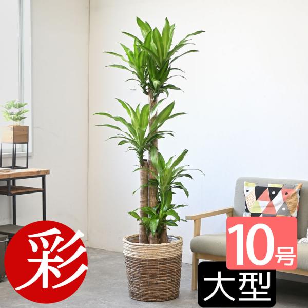 予約販売 観葉植物 幸福の木 ドラセナ マッサンゲアナ 10号 鉢カバー付き Km 観葉植物の専門店 彩植健美 通販 Yahoo ショッピング