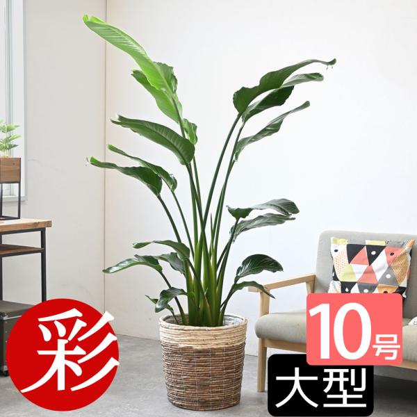 観葉植物 本物 オーガスタ 10号鉢 鉢カバー 付き セット 大型 室内用