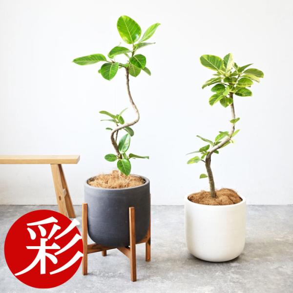 観葉植物 本物 フィカス・アルテシーマ・バリエガタ 7号鉢 陶器ポット