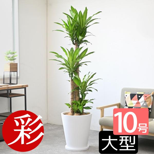 お年玉セール特価 ドラセナ リッキー 110センチ ８号鉢 観葉植物 ガーデニング 植物 観葉植物 Alrc Asia