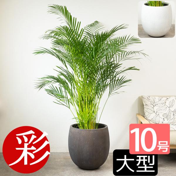 観葉植物 本物 アレカヤシ 10号鉢 ファイバーストーン(陶器)鉢カバー