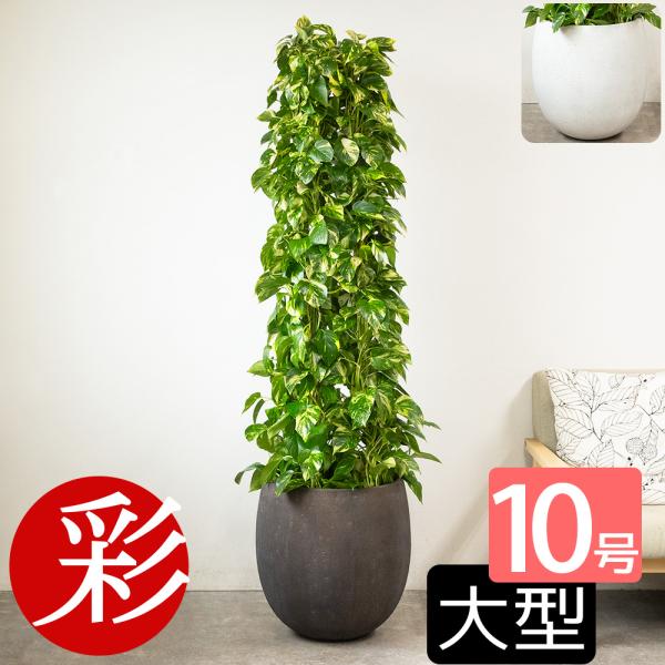 ポリシャス ファイバー鉢 お皿付き 観葉植物 本物 ポトス 10号鉢（タワー仕立て）ファイバーストーン(陶器