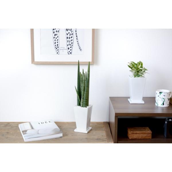 ミニ観葉植物 サンスベリア スタッキー ホワイト陶器ポット入り 卓上 室内用 インテリア おしゃれ サンセベリア スタッキー Buyee Buyee 日本の通販商品 オークションの代理入札 代理購入