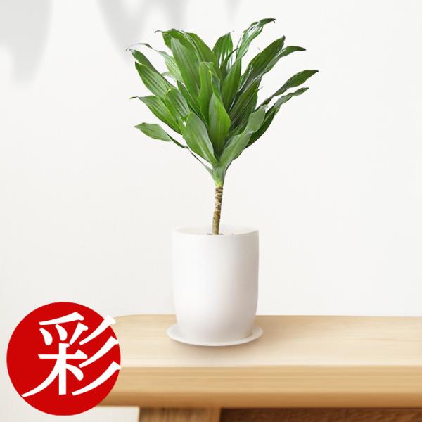 観葉植物 ドラセナ コンパクタの人気商品 通販 価格比較 価格 Com